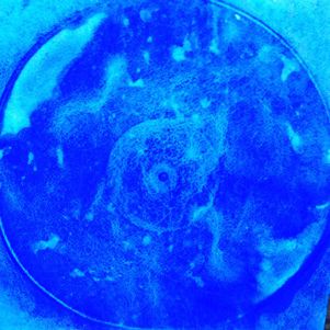 Ellen Hackl Fagan, Seeking the Sound of Cobalt Blue_1966, 2016, ink, pigment on rag paper