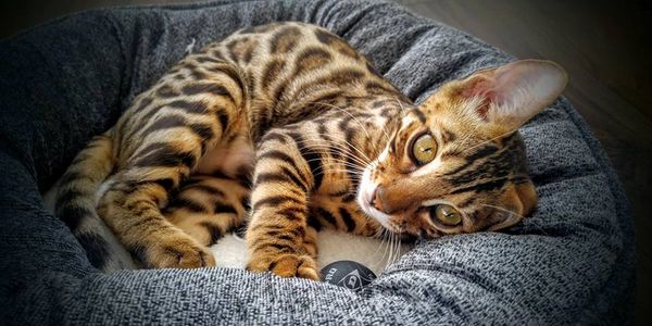 Bengalestrie Chat Bengal Eleveur