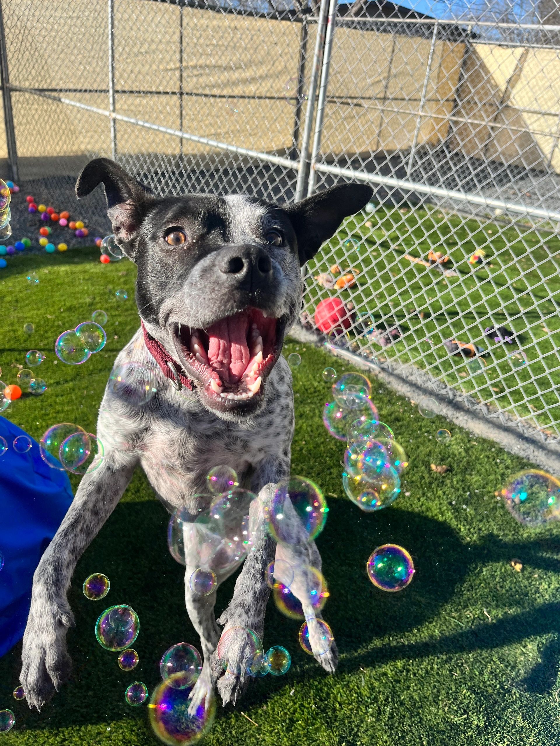 Pinky's Pet Resort - Pet Services in San Antonio