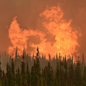 Wildfire burning in a forest with tall flames.