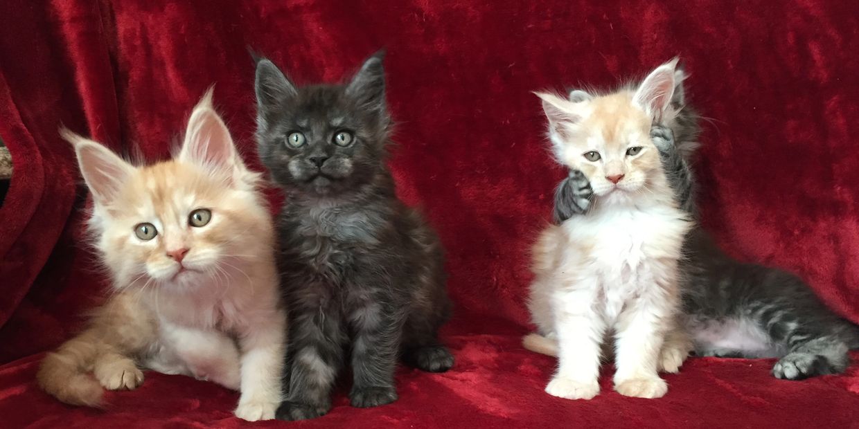 Maine Coon Kittens