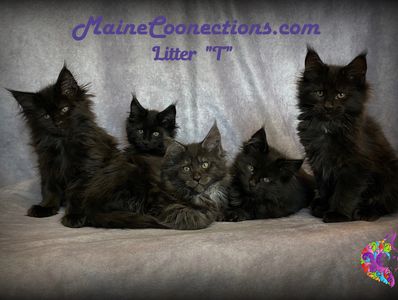 Maine Coon Kittens