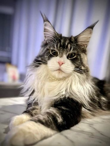 Maine Coon Cat