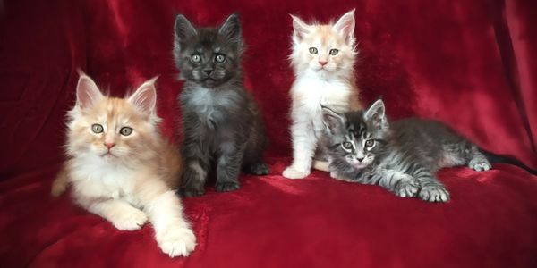 Maine Coon kittens