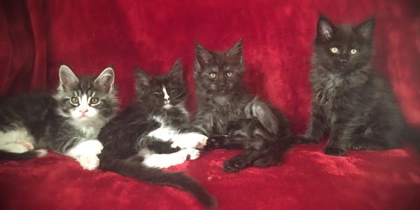 Maine Coon Kittens