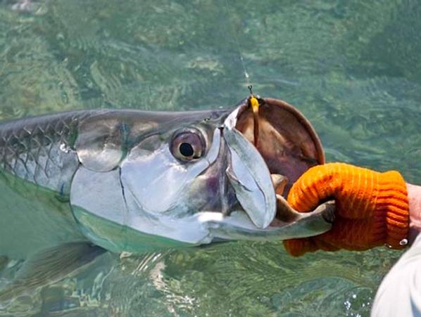 INSHORE FLY FISHING CHARTER TAMPA BAY CLEARWATER ST PETE FLORIDA REDFISH CHARTER TARPON FLY FISHING 