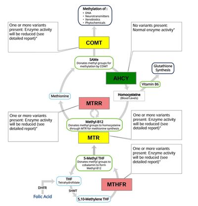 MTHFR genetic testing fenton missouri, genetic testing fenton mo methylation testing