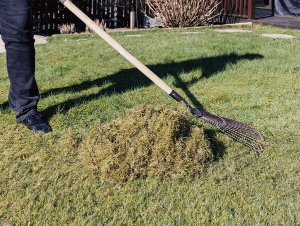 Dead Lawn Thatch