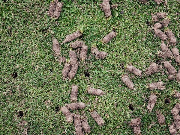 Aeration Lawn Plugs