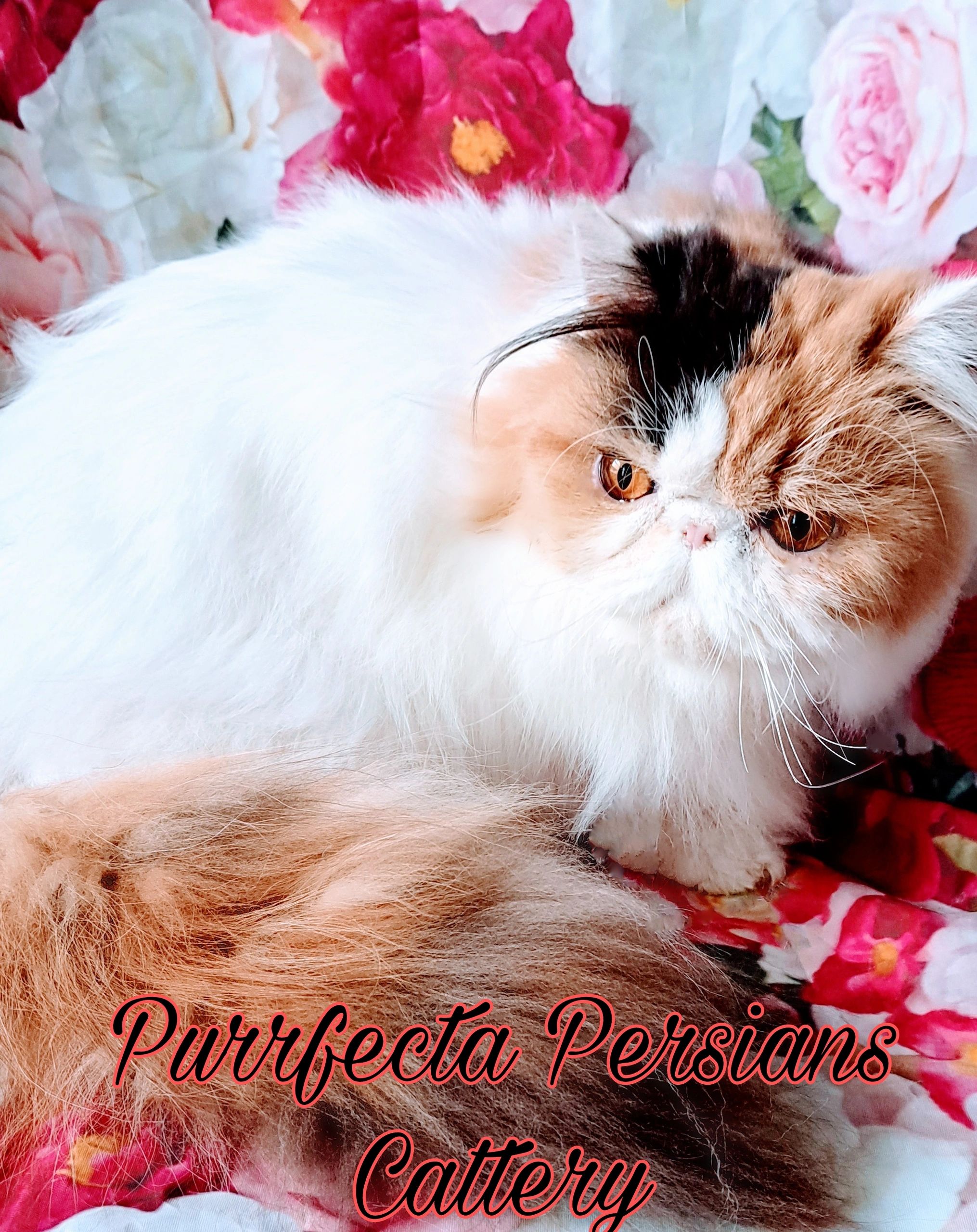 Hoobly Persian Kittens Michigan 22 - zj5hwro