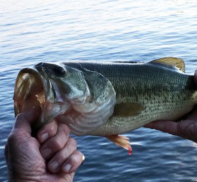 EcoLure Maker Bass Fishing Worm Lure Kit – Kennebec Cabin Company