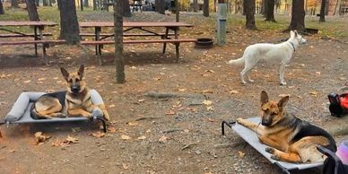 Two German Shepherds lying on raised beds and a white dog standing outdoors.