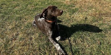 Brown and white dog lying on grass.