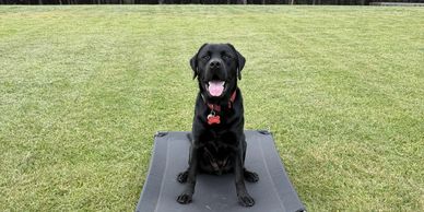 Black Labrador sitting on a mat in a grassy field.