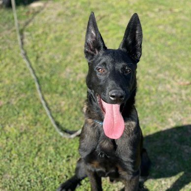 Black dog with tongue out sitting on grass.