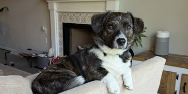 Brindle dog resting on a couch.