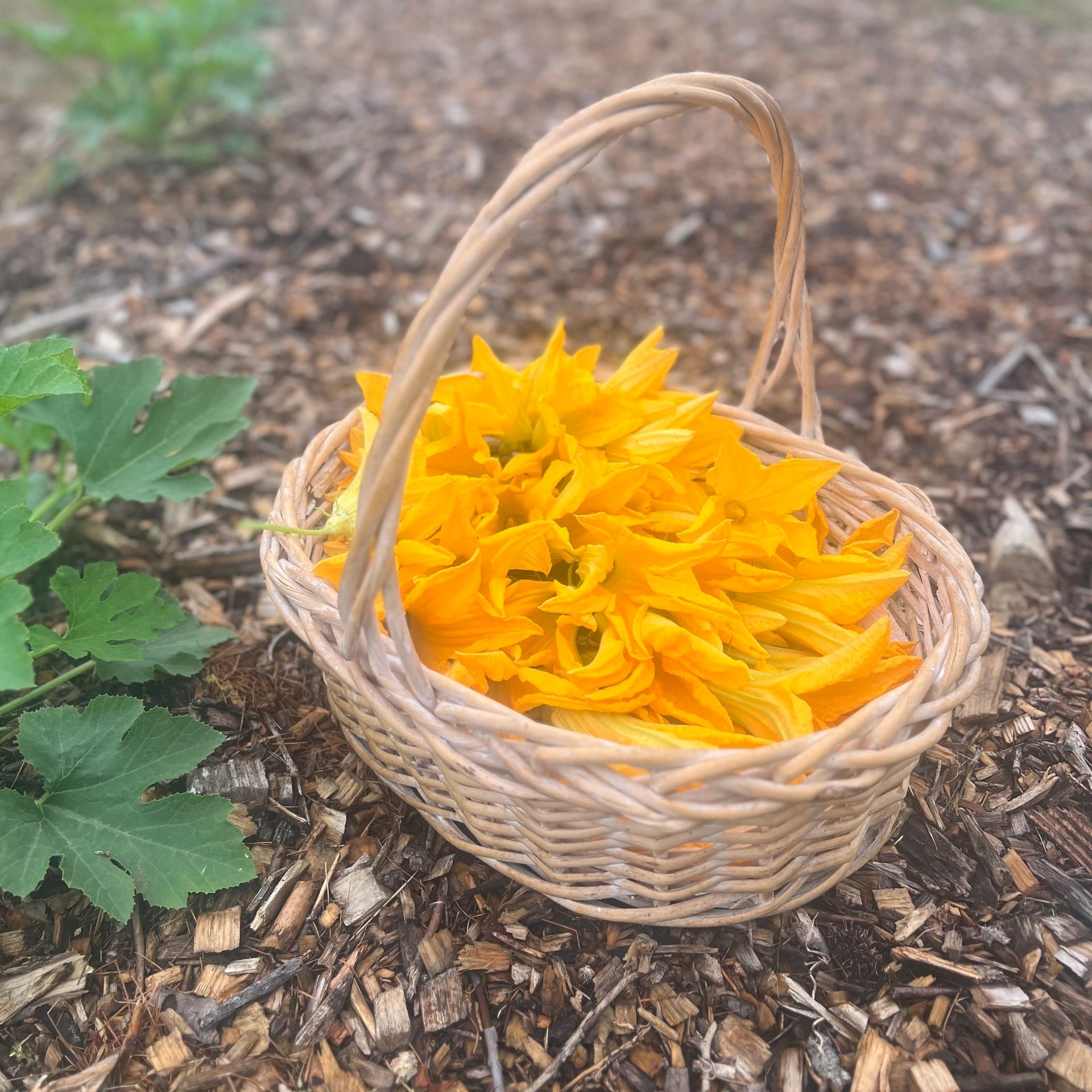 How Honey Bees Produce Beeswax - Meadowlily Farm Canada Natural Raw Honey,  Beeswax, Bee Pollen