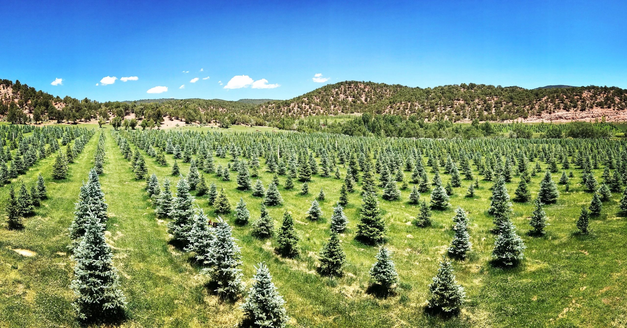 Colorado Tree Farm Price List - How do you Price a Switches?