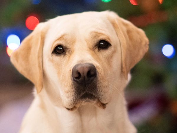 * Pictured is Aurora’s mother, Bailey.