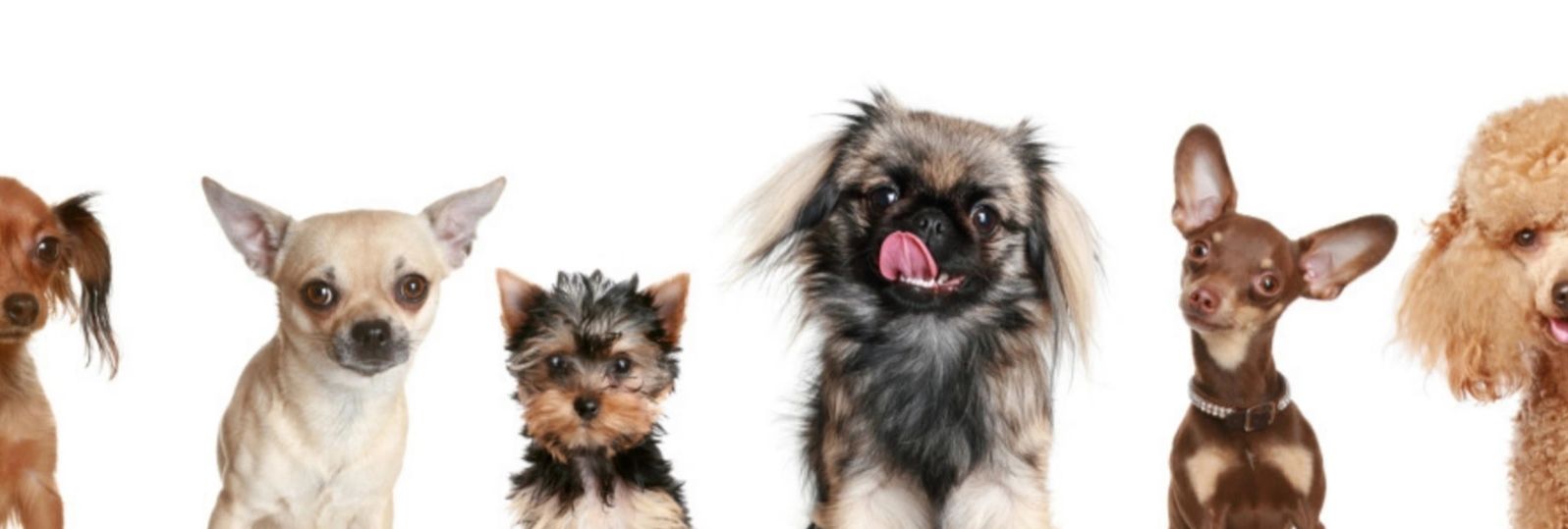 Dog groomer, Dog grooming, Pet groomer, pet grooming, Pudsey, groomer, grooming, the dog's barber