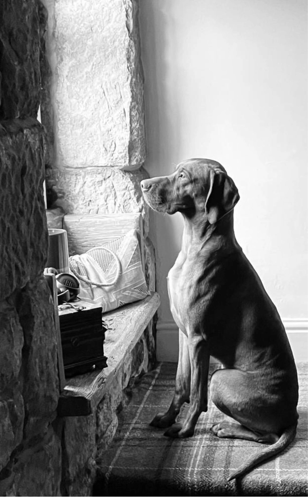 Elegant Dog Sitting Staring Out Of A Window. Jonny Acheson Art.