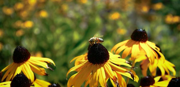 Bee on a yellow coneflower in a field.