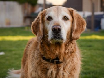 Golden Retriever dog looking attentively.