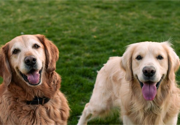 Two happy golden retriever dogs sitting on grass.