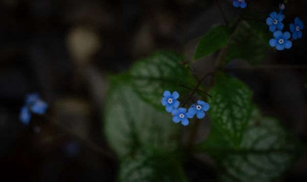 Close-up of small blue flowers with green leaves.