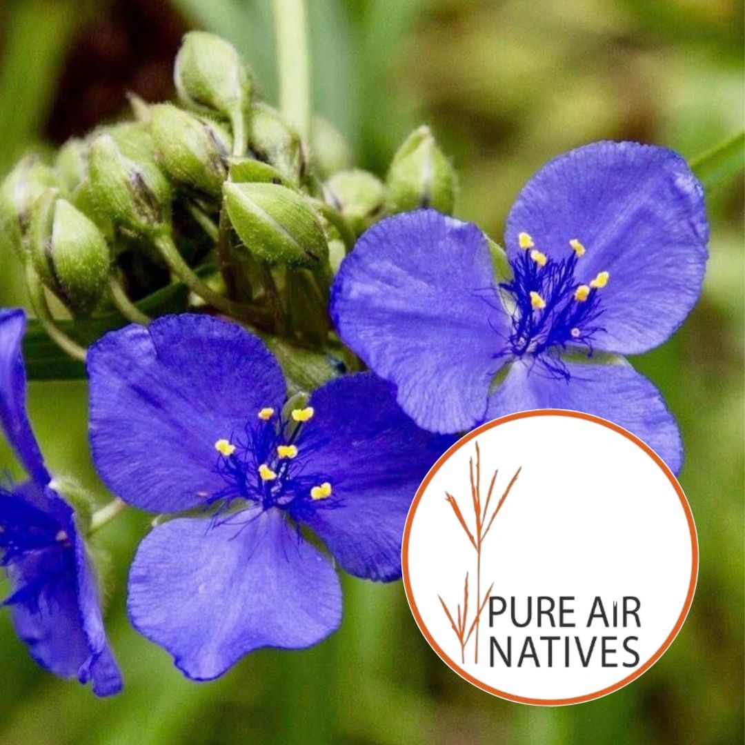 Native Seed Pure Air Natives