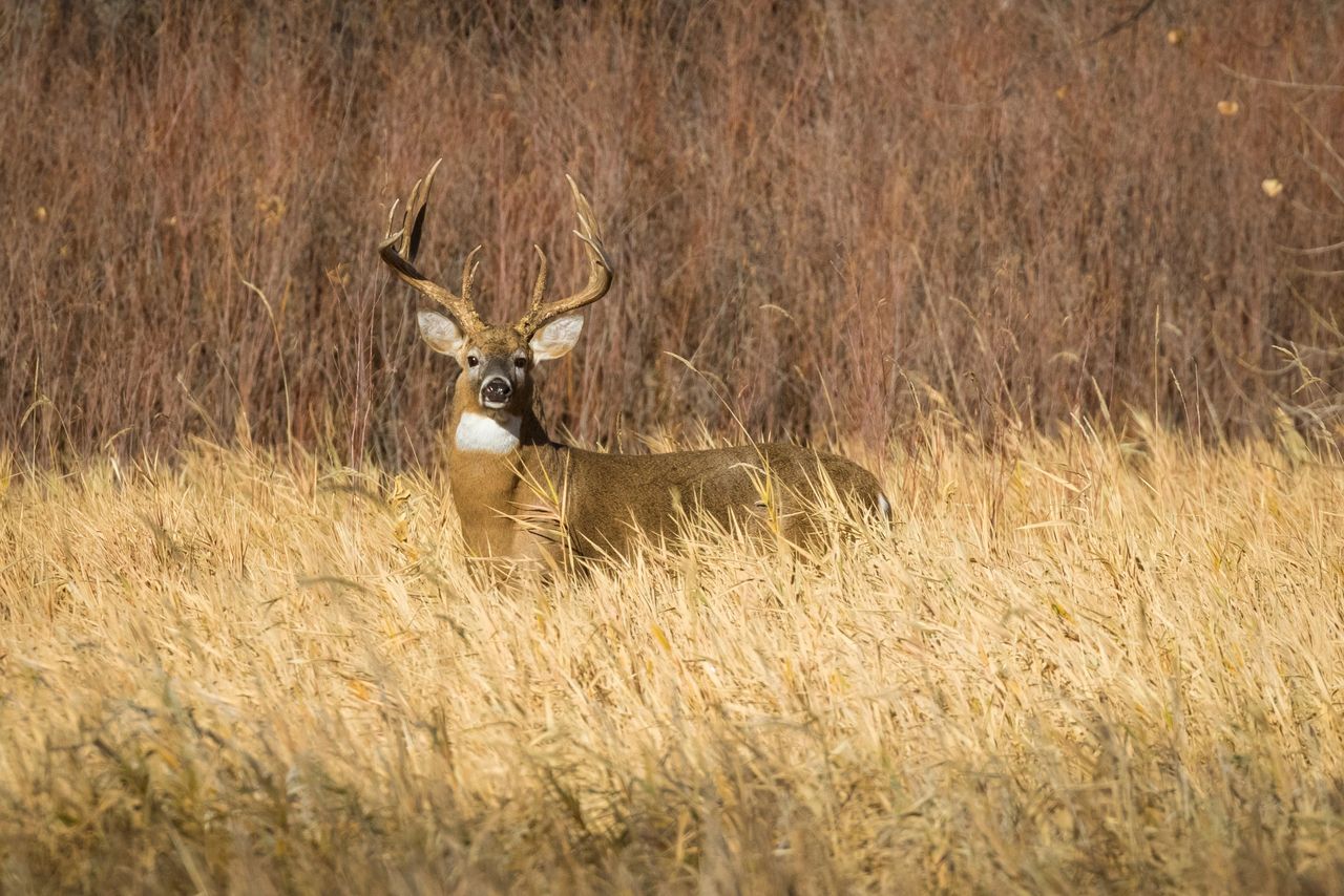 Stop Hunting Pressured Bucks - 