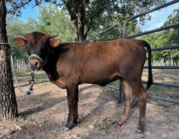 'Lilly' - 6+ month old, weaned Texas Longhorn heifer for sale at Vinewood Ranch.