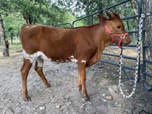 'Sammye' - 6+ month old, weaned Texas Longhorn heifer for sale at Vinewood Ranch