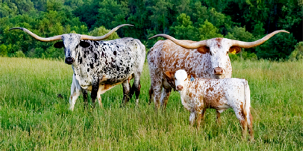 Sale Barn - Registered Texas Longhorns - Vinewood Ranch - Central Texas 