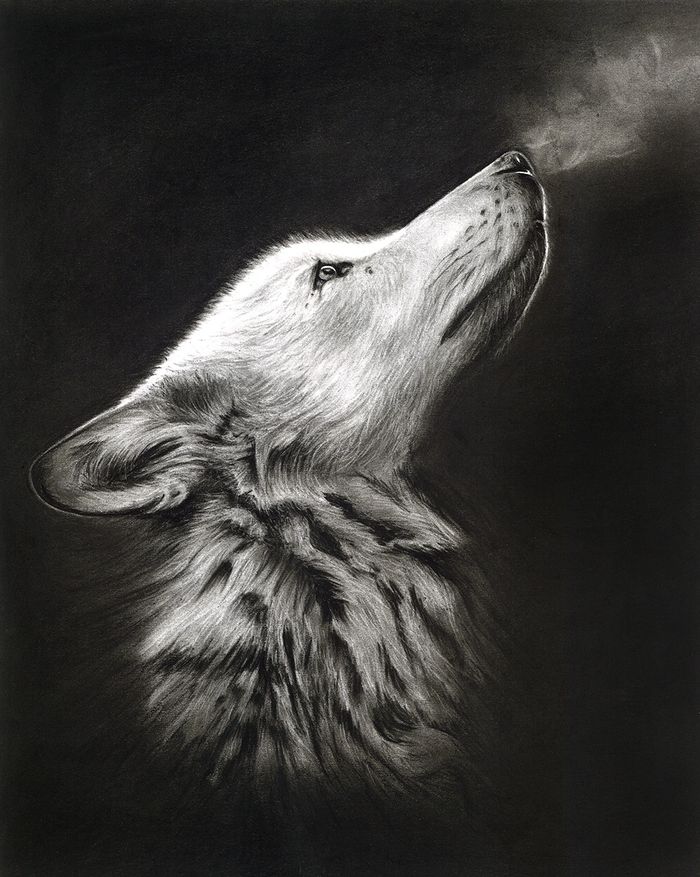 Charcoal drawing of a wolf, with breath visible in the cold air
