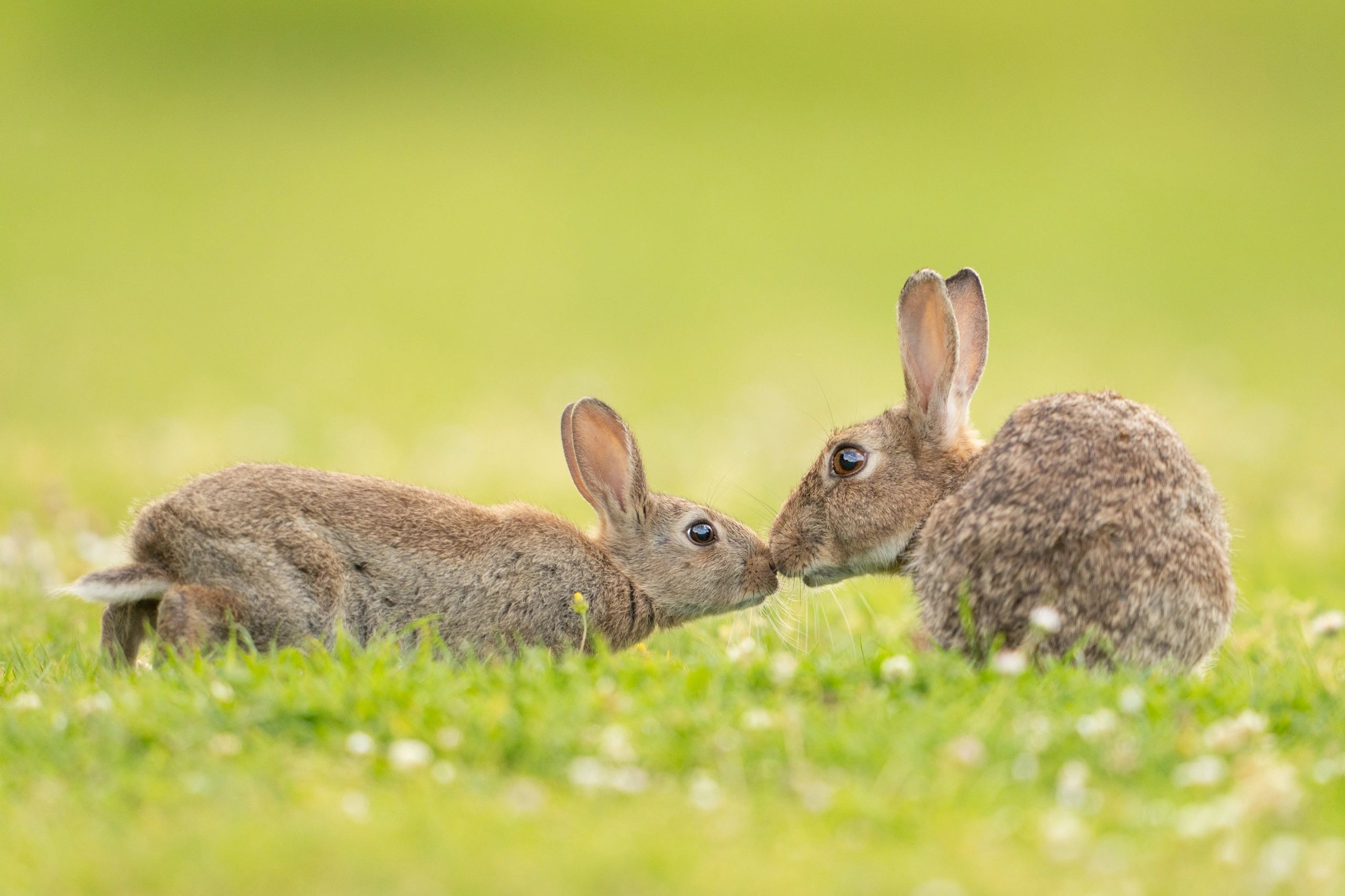 Hukom Rabbit HUKSHOOTER