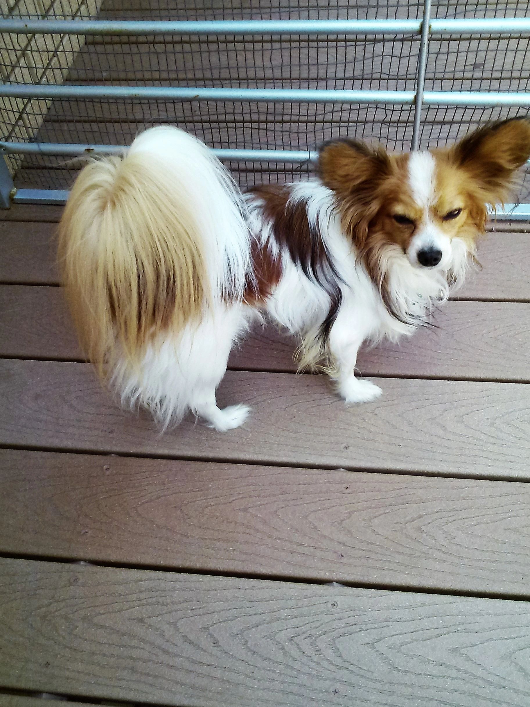 Papillon mix? : r/papillon