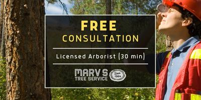 Advertisement for free tree consultation by Marv's Tree Service.