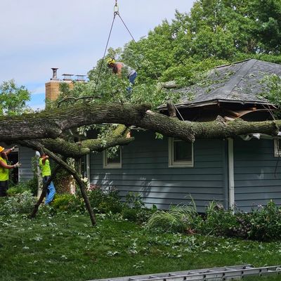 Marv's Tree Service crew removing a storm-damaged tree from an Omaha home