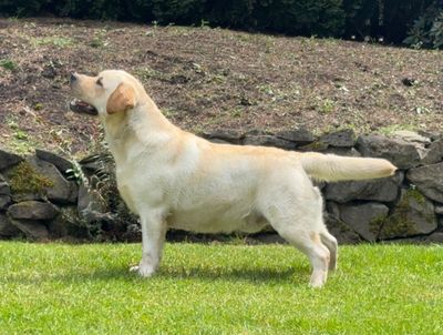 Tikka has been bred to Bosley for a July litter. Check back for confirmation of pregnancy! 