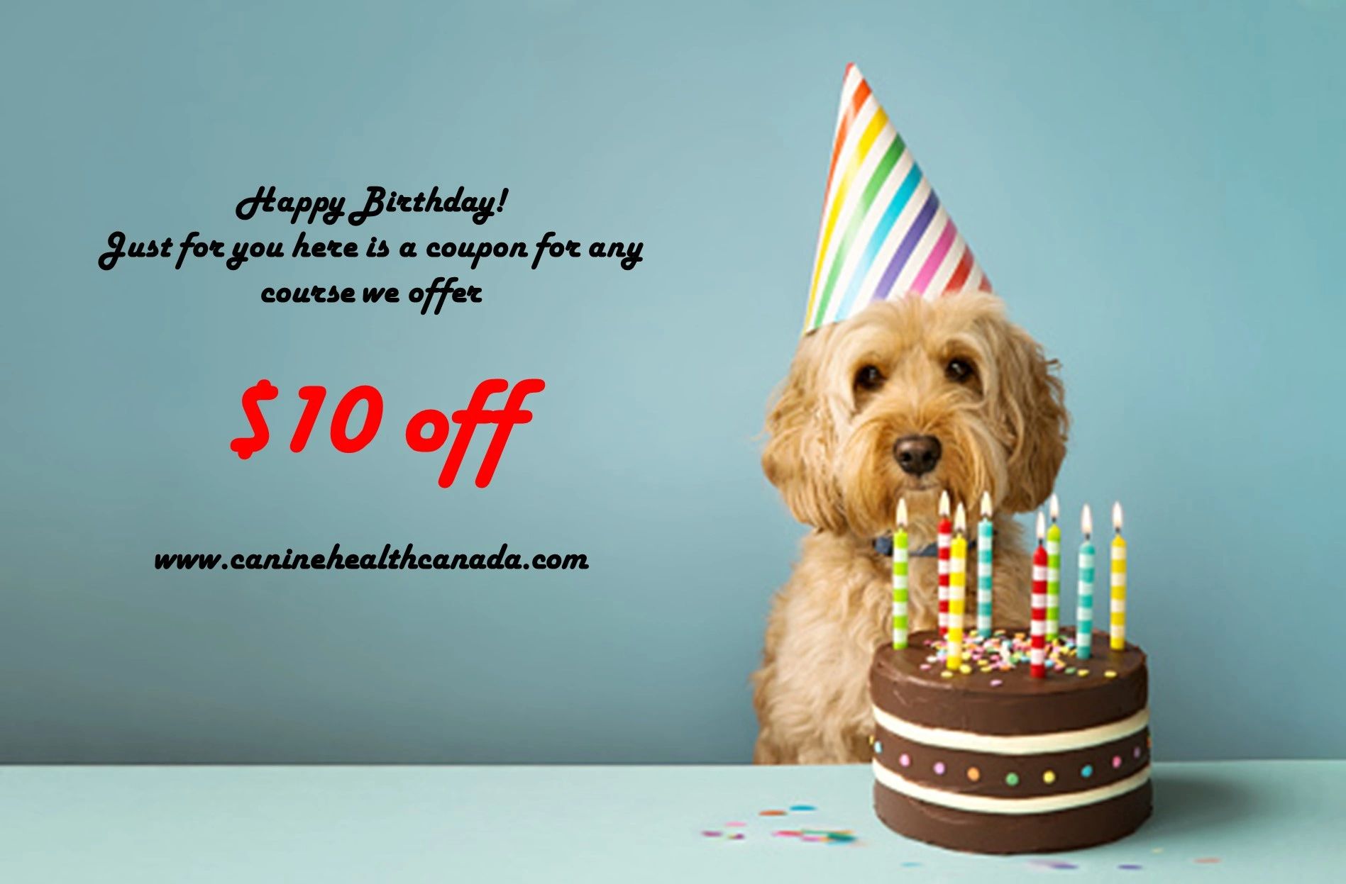dog with a birthday cake
