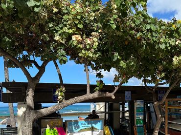 Outdoor surfboard rental shop with boards and gear under trees.
