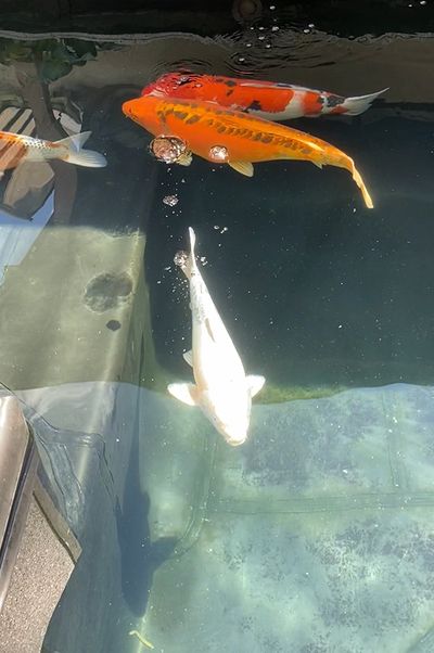 Erleben Sie die majestätische Schönheit prächtiger Koi Fische, die in einem glasklaren Wasser 