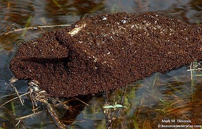 Fire Ants floating in Texas Flood Water