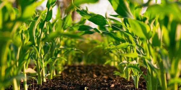 Field of blue corn stalks growing