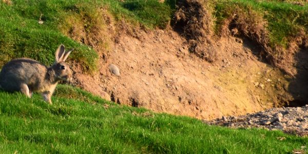 Exposed Soil for red ochre