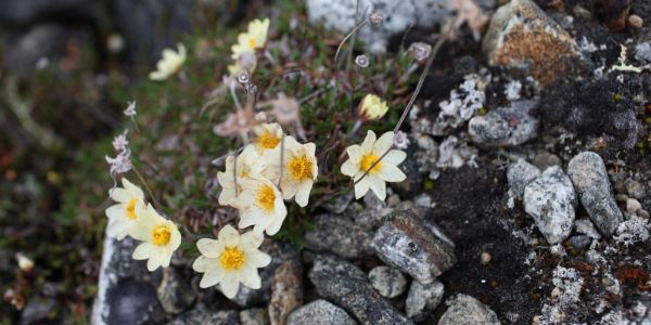 dryas integrifolia, mountain even on rock outcrop, Baffin Island