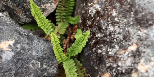 ferns growing in a rock crevice, southern Baffin Island
