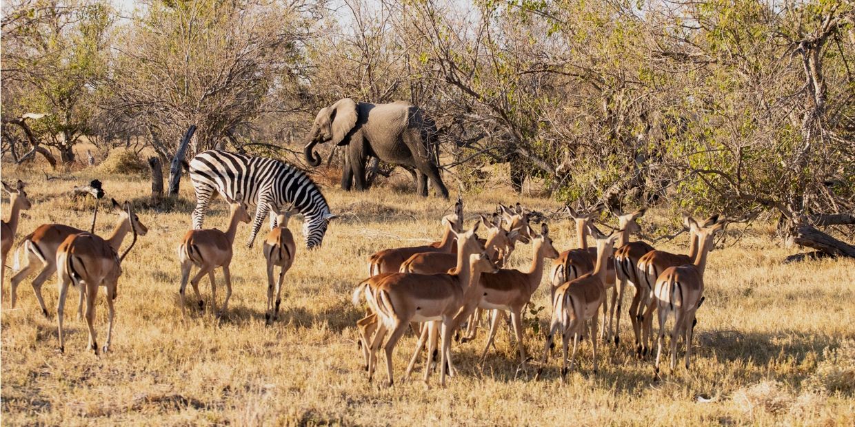 A group of antelopes with a zebra and elephant in a dry savannah.