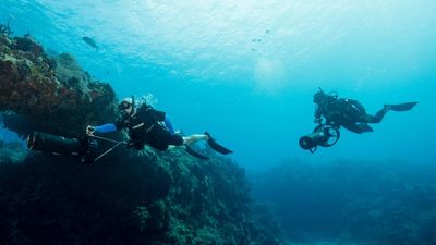 A Diver Diving In Water